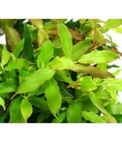 4-Monats-Heidelbeere 'Lucky Berry®' -Pflanzenbedarf Geschäft 7665847 WE DE 04 VacciniumHeidelbelbeereLuckyBerry5L