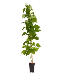 Dehner Gourmet Garten Himbeere 'Homecane®' 5 Dehner Gourmet Garten Himbeere 'Homecane®' -Pflanzenbedarf Geschäft 7666662 PR FS 002 Himbeere HomeCaneDehnerExpressZS