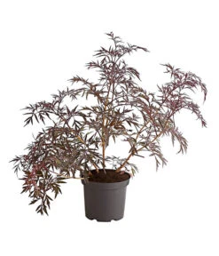 Holunder 'Black Lace' 7 Holunder 'Black Lace' -Pflanzenbedarf Geschäft 7670896 PR FS 001 HolunderBlackLaceEvaBusch5LiterDehnerExpressHerzig