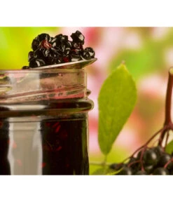 Holunder 'Black Lace' 8 Holunder 'Black Lace' -Pflanzenbedarf Geschäft 7670896 WE MO 003 Holunder