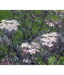 Holunder 'Black Lace' 9 Holunder 'Black Lace' -Pflanzenbedarf Geschäft 7670896 WE MO 004 HolunderBlackLace