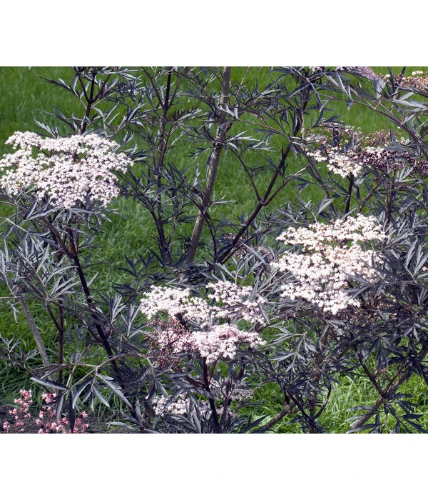 Holunder 'Black Lace' 6 Holunder 'Black Lace' – Bild 4