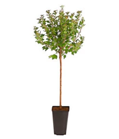 Stachelbeere 'Invicta', Stämmchen 5 Stachelbeere 'Invicta', Stämmchen -Pflanzenbedarf Geschäft 7688716 PR FS 002 StachelbeereInvictaFussstammDehnerExpressHerzig