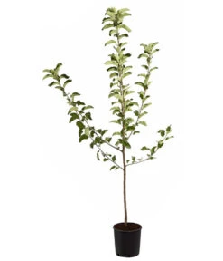 Winterapfel 'Jonagold' -Pflanzenbedarf Geschäft 7691645 PR FS 001 ApfelJonagoldMalusBusch95LiterDehnerExpressZS