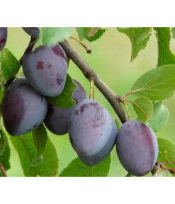 Zwetschge 'Katinka' -Pflanzenbedarf Geschäft 7693252 PR DE 001 PrunusZwetscheKatinkaPixabay