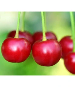 Säulenkirsche 'Victoria' -Pflanzenbedarf Geschäft 7697170 PR DE 001 PrunusSaeulenkirscheVictoriaPixabay