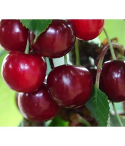 Säulenkirsche 'Claudia' -Pflanzenbedarf Geschäft 7697188 PR DE 001 PrunusSaeulenkirscheClaudiaPixabay