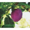 Dehner Pflaume 'Königin Viktoria' -Pflanzenbedarf Geschäft 7702558 PR FS 001 PrunusPflaumeKoeniginVictoriaPixabayRet