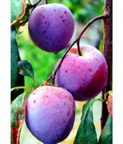 Dehner Pflaume 'Königin Viktoria' -Pflanzenbedarf Geschäft 7702558 WE MO 002 PflaumeKoeniginViktoriaPixabay