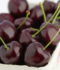 Süßkirschen-Duo 'Kordia/Burlat' -Pflanzenbedarf Geschäft 7703143 PR DE 001 KirscheKordiaDehnerExpressZS