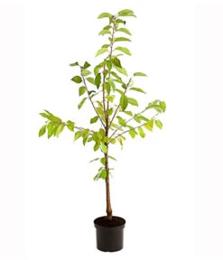 Süßkirschen-Duo 'Kordia/Burlat' -Pflanzenbedarf Geschäft 7703234 PR FS 001 KirschenDuoKordiaBurlat95LiterDehnerExpressHerzig