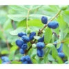 Sibirische Blaubeere 'MyBerry® Sweet' -Pflanzenbedarf Geschäft 7708399 PR DE 001 LoniceraBlaubeereMaibeereFotolia86693979