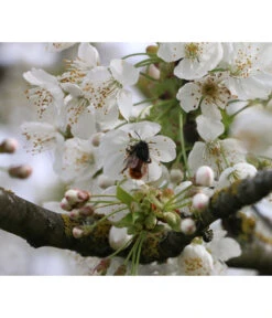 Süßkirsche 'Merchant' -Pflanzenbedarf Geschäft 7710205 PR DE 002 PrunusSuesskirscheMerchantPixabay