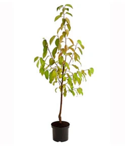 Süßkirsche 'Merchant' -Pflanzenbedarf Geschäft 7710205 PR FS 001 SuesskirscheMerchantBusch95LiterDehnerExpressHerzig