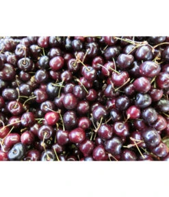 Süßkirsche 'Merchant' -Pflanzenbedarf Geschäft 7710205 WE MO 002 KirscheMerchantPixabay