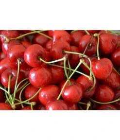 Sauerkirsche 'Morellenfeuer' -Pflanzenbedarf Geschäft 7714728 WE MO 001 SauerkirscheMorellenfeuerPixabay