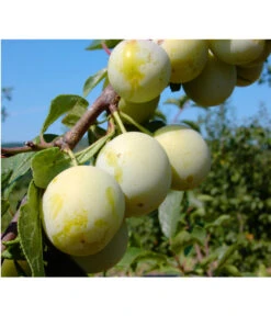 Zwetschgen-Duo 'Nancy/Schönberger' -Pflanzenbedarf Geschäft 7719230 BildFS 001 ZwetscheNancyMirabelleNancyMirabelleBu