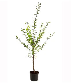 Zwetschgen-Duo 'Nancy/Schönberger' -Pflanzenbedarf Geschäft 7719321 PR FS 001 ZwetschenDuoNancySchoeneberger95LiterDehnerExpressHerzig