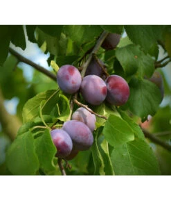 Zwetschgen-Duo 'Nancy/Schönberger' -Pflanzenbedarf Geschäft 7719321 WE DE 001 ZwetschgenDuoNanySchoenebergerPixabay