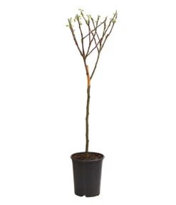 Zwergapfel 6 Zwergapfel -Pflanzenbedarf Geschäft 7723950 WE FS 001 ZwergapfelObstZwergeKidsDehnerExpressHerzig