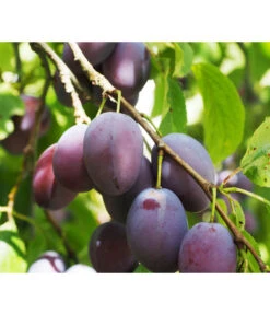 Zwergpflaume 'Hanna' -Pflanzenbedarf Geschäft 7724008 PR DE 001 ZwertobstObstzwergPflaumeFruchtPixabayRet