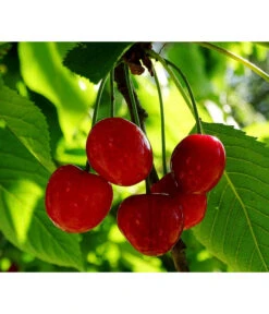 Zwergsauerkirsche -Pflanzenbedarf Geschäft 7724016 PR FS 001 PrunusZwergsauerkirschePixabay