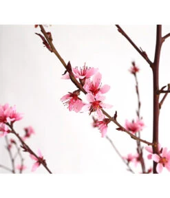 Pfirsich 'Rubira', Rotblättrig -Pflanzenbedarf Geschäft 7728819 WE DE 001 PfirsichRotblaettrigDehnerExpressHerzig