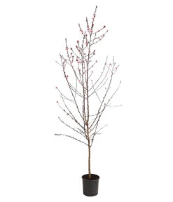 Pfirsich 'Rubira', Rotblättrig -Pflanzenbedarf Geschäft 7728819 WE FS 001 PfirsichRotblaettrigDehnerExpressHerzig