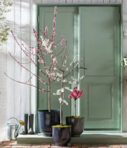 Pfirsich 'Rubira', Rotblättrig -Pflanzenbedarf Geschäft 7728819 WE MO 001 PfirsichPrunusPersica Content Fruehlingsstory 2023