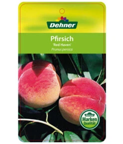 Dehner Pfirsich 'Red Haven' 6 Dehner Pfirsich 'Red Haven' -Pflanzenbedarf Geschäft 7728827 PfirsichRedHeaven Etikett 1