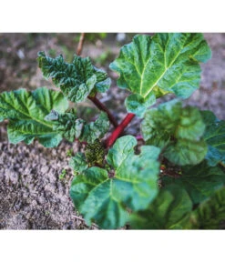 Dehner Gourmet Garten Himbeer-Rhabarber -Pflanzenbedarf Geschäft 7736028 PR 001 RheumRhabarberPixabay