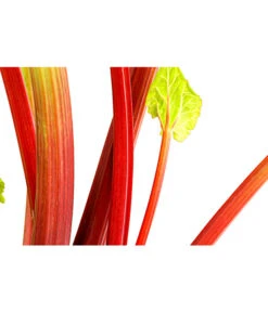 Dehner Gourmet Garten Himbeer-Rhabarber -Pflanzenbedarf Geschäft 7736028 PR DE 002 RhabarberHimbeere2LiterDehnerExpressHerzig