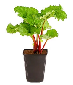 Dehner Gourmet Garten Himbeer-Rhabarber -Pflanzenbedarf Geschäft 7736028 PR FS 002 RhabarberHimbeere2LiterDehnerExpressHerzig