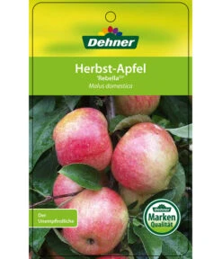 Herbstapfel 'Rebella' -Pflanzenbedarf Geschäft 7737075 HerbstapfelRebella Etikett 1