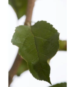 Herbstapfel 'Rebella' -Pflanzenbedarf Geschäft 7737075 PR DE 001 ApfelRebellaMalusBusch95LiterDehnerExpressZS