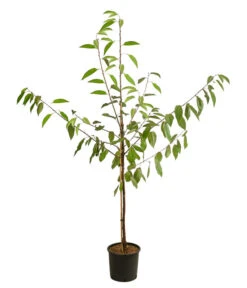 Kirschen-Duo 'Regina/Napoleon' -Pflanzenbedarf Geschäft 7738792 WE FS 001 PrunusKirscheDuoReginaNapoleon