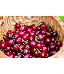 Kirschen-Duo 'Regina/Napoleon' -Pflanzenbedarf Geschäft 7738792 WE MO 001 KirschenDuoReginaNapoleon Pixabay