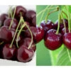 Kirschen-Duo 'Regina/Merchant' -Pflanzenbedarf Geschäft 7738800 PR DE 001 PrunusKirscheDuoReginaMerchantPixabay