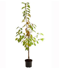 Kirschen-Duo 'Regina/Merchant' -Pflanzenbedarf Geschäft 7738800 PR FS 001 KirschenDuoReginaMerchant95LiterDehnerExpressHerzig