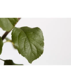 Herbstapfel 'Rubinola' -Pflanzenbedarf Geschäft 7747165 PR DE 001 ApfelRubinolaMalusBusch95LiterDehnerExpressZS