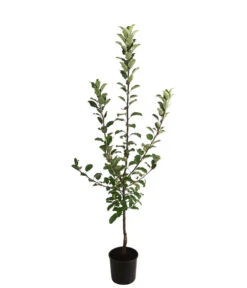 Allergikerapfel 'Santana' -Pflanzenbedarf Geschäft 7750631 WE FS 001 ApfelbaumMalusApfelSantanaAllergikerapfel