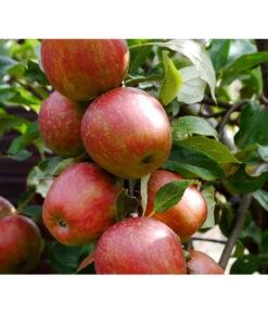 Säulenapfel 'Starcats' 5 Säulenapfel 'Starcats' -Pflanzenbedarf Geschäft 7752439 ApfelStarcatsPixabay