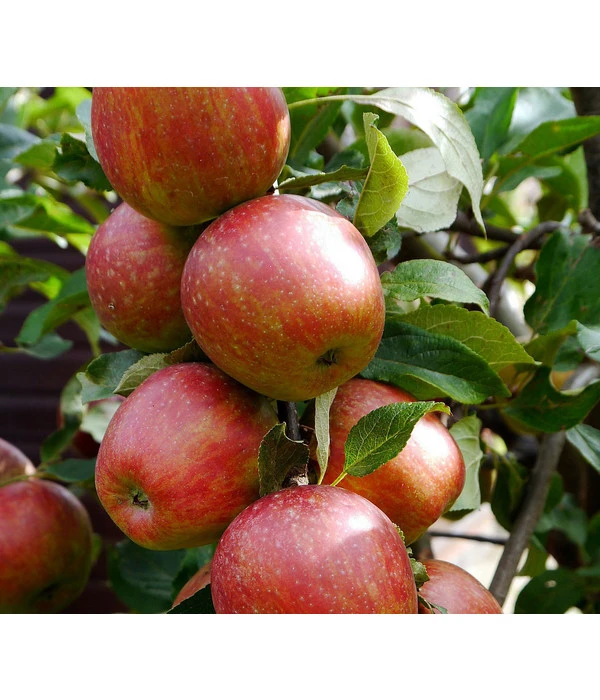 Säulenapfel 'Starcats' 4 Säulenapfel 'Starcats' – Bild 2