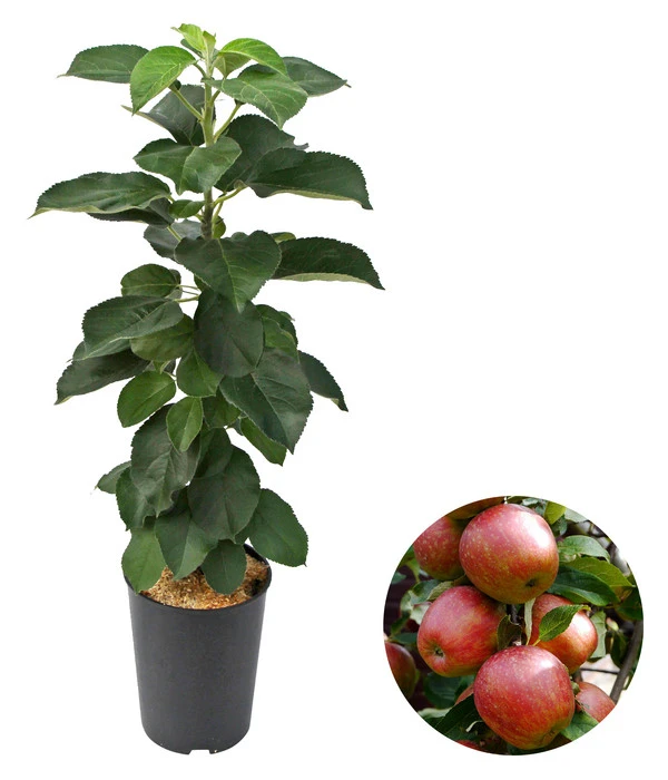 Säulenapfel 'Starcats' 3 Säulenapfel 'Starcats'