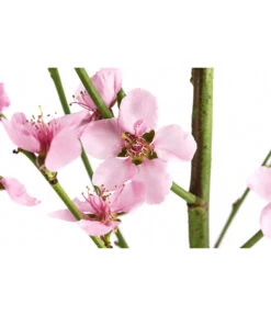 Säulenpfirsich 'Aida' -Pflanzenbedarf Geschäft 7752728 WE DE 001 PrunusSauelenpfirsichAida