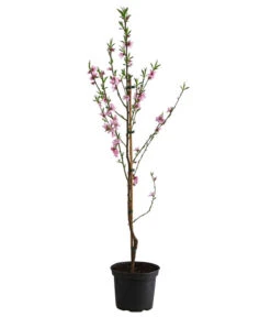 Säulenpfirsich 'Aida' -Pflanzenbedarf Geschäft 7752728 WE FS 001 PrunusSauelenpfirsichAida