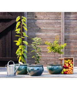 Säulenkirsche -Pflanzenbedarf Geschäft 7753007 WE MO 001 Saeulenkirsche Saeulenobst