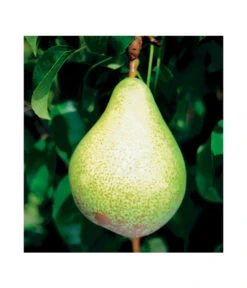 Säulenbirne 'Condo' -Pflanzenbedarf Geschäft 7754997 BildFS 001 SaeulenbirneCondoSaeulenbirneCondoS