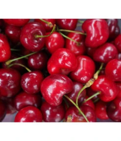 Säulenkirsche 'Sylvia' -Pflanzenbedarf Geschäft 7755051 WE DE 001 SaeulenkirscheSylvia