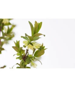 Sibirische Blaubeere 'MyBerry® Sweet' -Pflanzenbedarf Geschäft 7756463 PR DE 001 SibirischeBlaubeereMyBerrySweet5LDehnerExpressZS